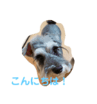 シュナうじゃ〜(*´꒳`*)（個別スタンプ：11）