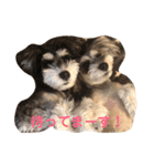 シュナうじゃ〜(*´꒳`*)（個別スタンプ：12）
