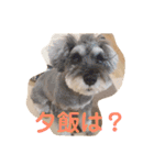 シュナうじゃ〜(*´꒳`*)（個別スタンプ：14）