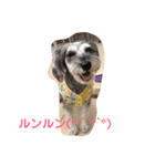 シュナうじゃ〜(*´꒳`*)（個別スタンプ：15）