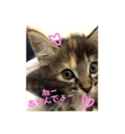 うちのネコ ショコラ（個別スタンプ：7）