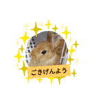 まーたんのペットのスタンプ（個別スタンプ：2）