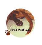 愛犬、翔くん。（個別スタンプ：1）