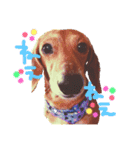 愛犬、翔くん。（個別スタンプ：2）