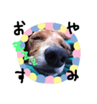 愛犬、翔くん。（個別スタンプ：3）