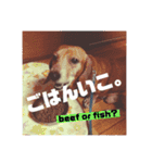 愛犬、翔くん。（個別スタンプ：4）