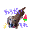 愛犬、翔くん。（個別スタンプ：5）