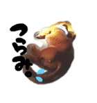 愛犬、翔くん。（個別スタンプ：6）