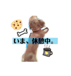 愛犬、翔くん。（個別スタンプ：7）