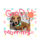 愛犬、翔くん。（個別スタンプ：8）