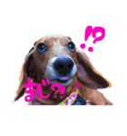 愛犬、翔くん。（個別スタンプ：9）