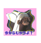 愛犬、翔くん。（個別スタンプ：10）