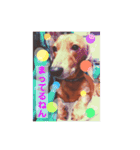 愛犬、翔くん。（個別スタンプ：14）