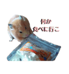谷口きなこ1st.（個別スタンプ：1）