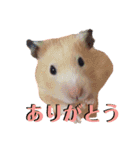 谷口きなこ1st.（個別スタンプ：7）