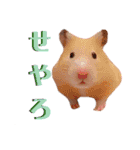 谷口きなこ1st.（個別スタンプ：14）