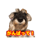 あんずさん、おまめさん、その4。（個別スタンプ：1）