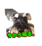 あんずさん、おまめさん、その4。（個別スタンプ：3）