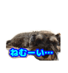 あんずさん、おまめさん、その4。（個別スタンプ：5）