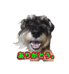 あんずさん、おまめさん、その4。（個別スタンプ：7）