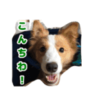 あんずさん、おまめさん、その4。（個別スタンプ：9）