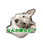 あんずさん、おまめさん、その4。（個別スタンプ：10）