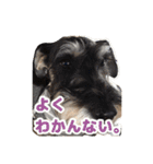 あんずさん、おまめさん、その4。（個別スタンプ：11）