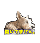 あんずさん、おまめさん、その4。（個別スタンプ：12）