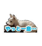 あんずさん、おまめさん、その4。（個別スタンプ：14）