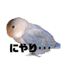 インコの集い（個別スタンプ：2）