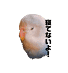 インコの集い（個別スタンプ：3）
