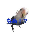インコの集い（個別スタンプ：4）