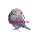 インコの集い（個別スタンプ：5）