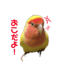 インコの集い（個別スタンプ：7）