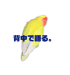 インコの集い（個別スタンプ：8）