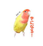 インコの集い（個別スタンプ：9）