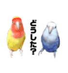 インコの集い（個別スタンプ：10）