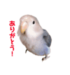 インコの集い（個別スタンプ：12）