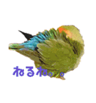 インコの集い（個別スタンプ：15）