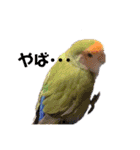 インコの集い（個別スタンプ：16）