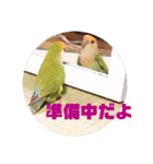 インコの集い（個別スタンプ：17）