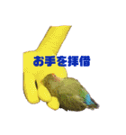 インコの集い（個別スタンプ：20）