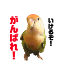 インコの集い（個別スタンプ：21）