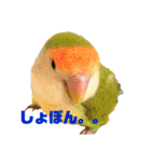 インコの集い（個別スタンプ：24）
