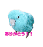 インコの集い（個別スタンプ：25）