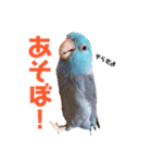 インコの集い（個別スタンプ：26）