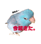 インコの集い（個別スタンプ：28）