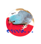インコの集い（個別スタンプ：30）