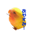 インコの集い（個別スタンプ：31）
