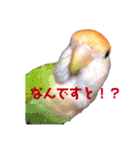 インコの集い（個別スタンプ：32）